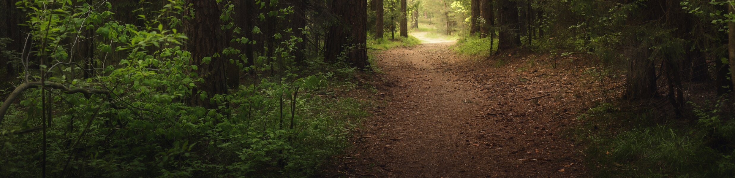 A winding path through lush green woodland leading into dappled light ahead.