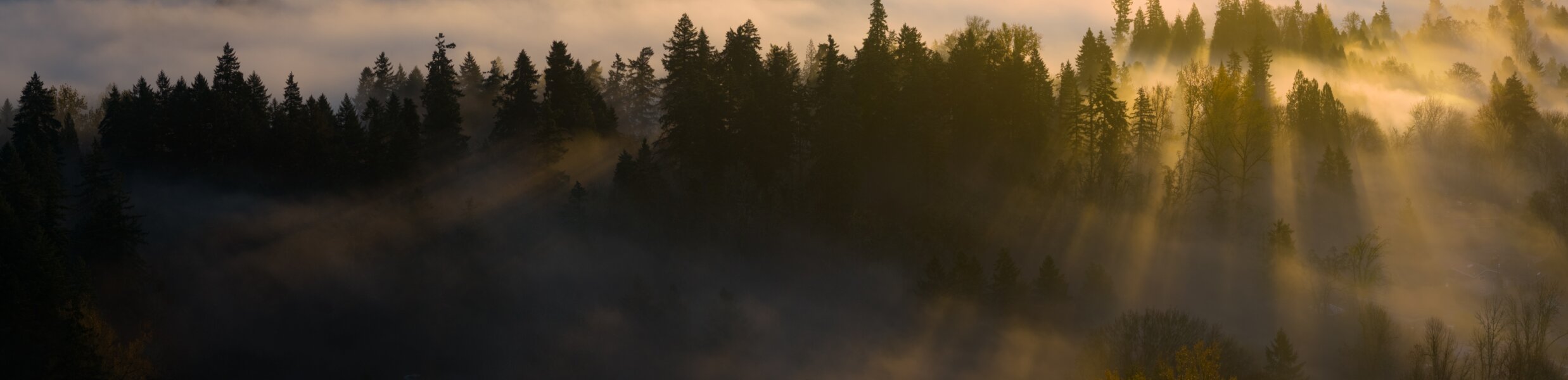 Golden sunlight breaking through a dense mist-covered pine forest at dawn.