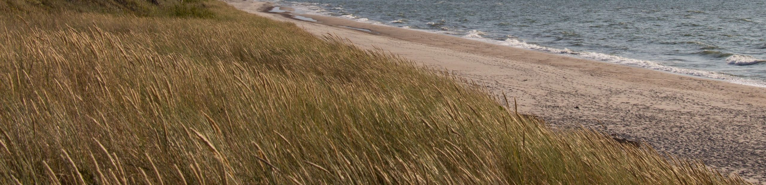 Tall golden marram grass on sand dunes with a wide sandy beach and sea visible beyond.