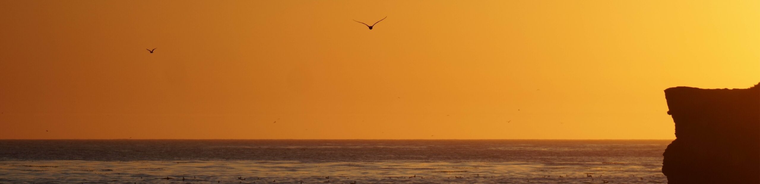 Seabirds in silhouette flying above the ocean at golden sunset, with a rocky cliff to one side.
