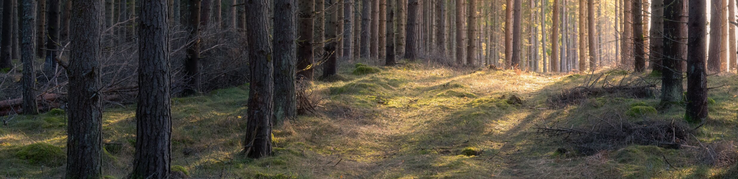 Soft sunlight filtering through tall pine trees across a moss-covered forest floor.