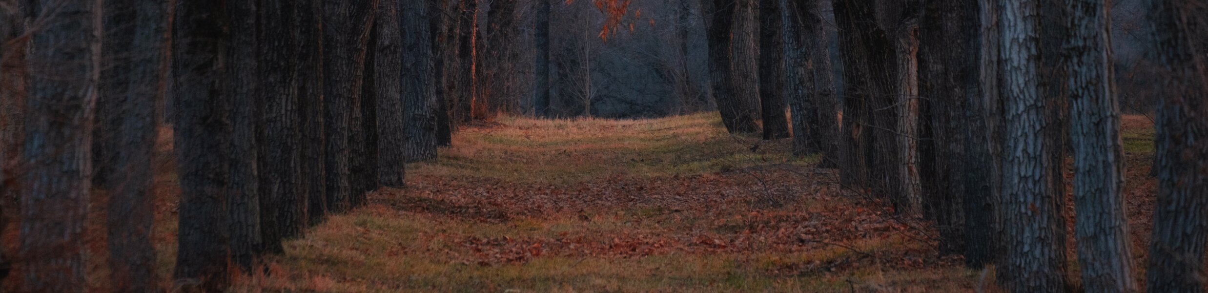 Dark moody woodland with tall tree trunks and autumn leaves on the ground, viewed along a narrow clearing.