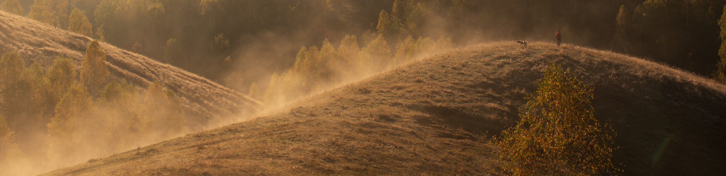 A person and dog walking along a misty hillside ridge at golden sunrise, surrounded by autumnal trees.