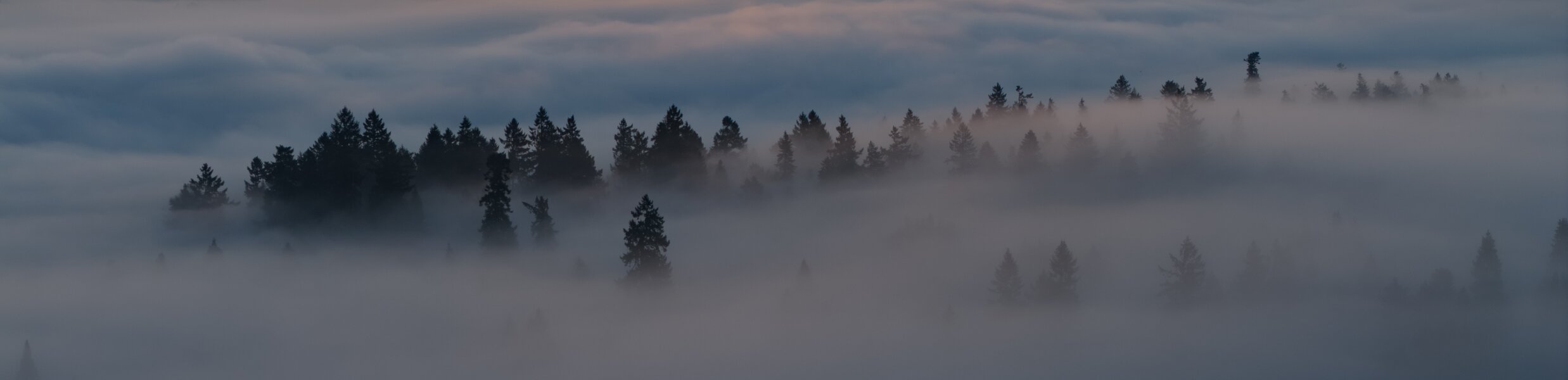 Aerial view of pine tree silhouettes emerging through heavy fog and low cloud at dusk.