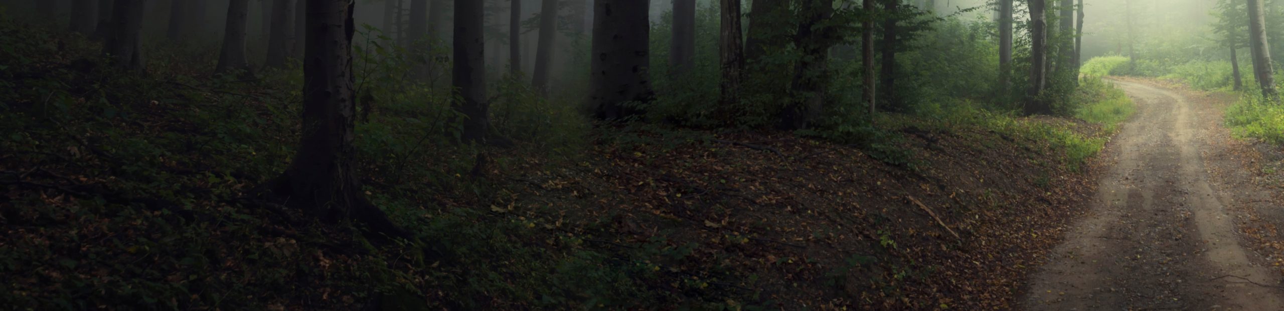 A misty, shadowed forest with a winding dirt road curving away through dark trees.