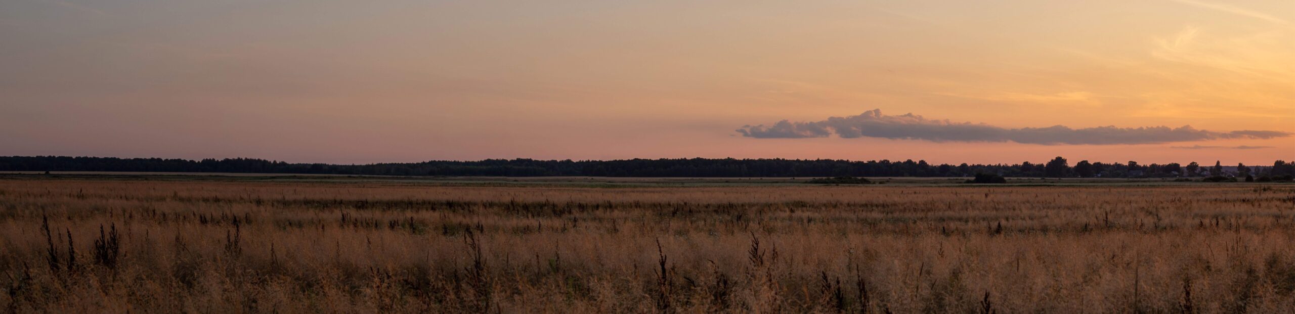 Wide panoramic view of open grassland at sunset with a distant treeline and warm evening sky.